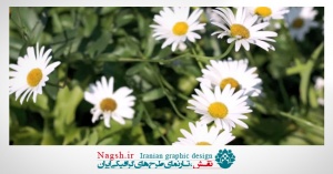دانلود ویدئو کلیپ گل های داوودی 