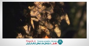 دانلود ویدئو کلیپ پرواز دسته جمعی پروانه ها