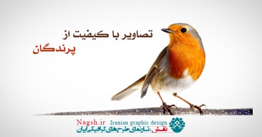دانلود تصاویر با کیفیت از گنجشک پرندگان