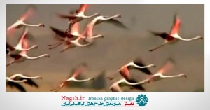 دانلود ویدئو کلیپ زندگی حیوانات