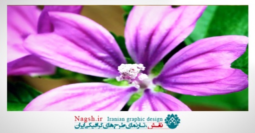 دانلود ویدئو کلیپ رویش گل از دل خاک و باز شدن غنچه گل ها